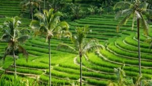 Jatiluwih Pirinç Tarlaları Bali