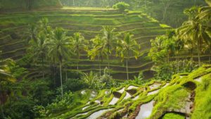 Tegallalang Pirinç Tarlaları Bali